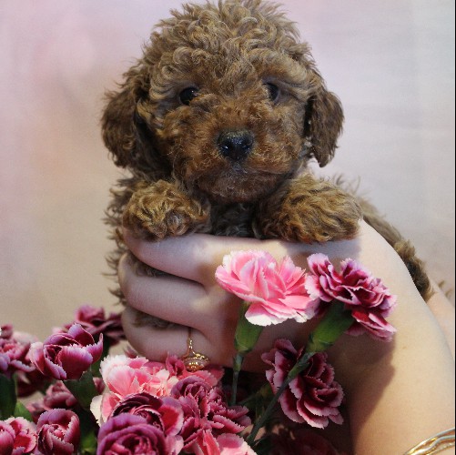 puppy, for, sale, Toy Poodle, Melvin  Fisher, dog, breeder, Coatesville, PA, dog-breeder, puppy-for-sale, forsale, nearby, find, puppyfind, locator, puppylocator, aca