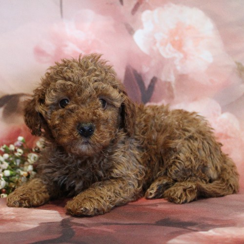 puppy, for, sale, Toy Poodle, Melvin  Fisher, dog, breeder, Coatesville, PA, dog-breeder, puppy-for-sale, forsale, nearby, find, puppyfind, locator, puppylocator, aca