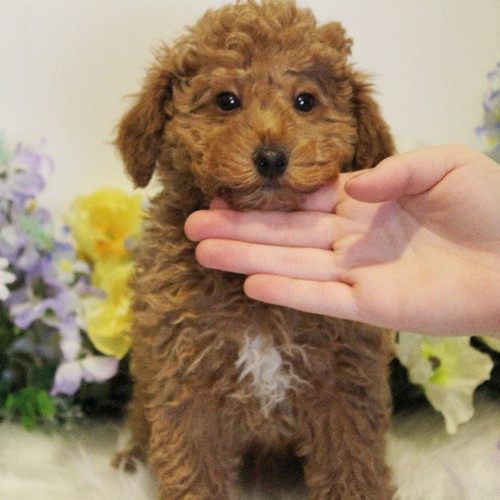 puppy, for, sale, Toy Poodle, Melvin  Fisher, dog, breeder, Coatesville, PA, dog-breeder, puppy-for-sale, forsale, nearby, find, puppyfind, locator, puppylocator, aca