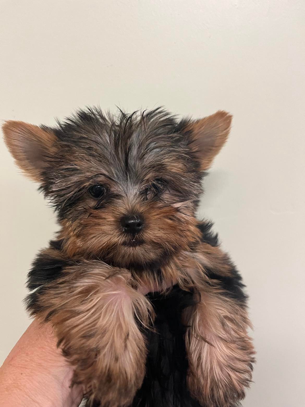 puppy, for, sale, Yorkshire Terrier, Nataliya  Bradford, dog, breeder, Wittmann, AZ, dog-breeder, puppy-for-sale, forsale, nearby, find, puppyfind, locator, puppylocator, aca