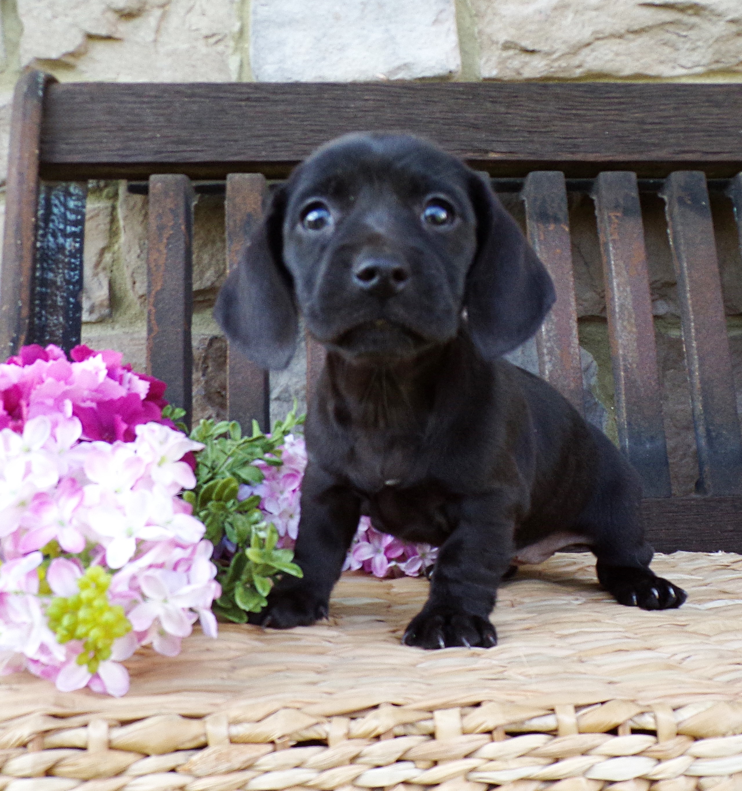 puppy, for, sale, Miniature Dachshund, Marvin  Ebersol, dog, breeder, New Holland, PA, dog-breeder, puppy-for-sale, forsale, nearby, find, puppyfind, locator, puppylocator, aca