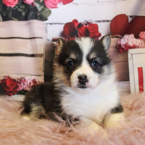 puppy, for, sale, Pembroke Welsh Corgi, Melvin  Fisher, dog, breeder, Coatesville, PA, dog-breeder, puppy-for-sale, forsale, nearby, find, puppyfind, locator, puppylocator, aca