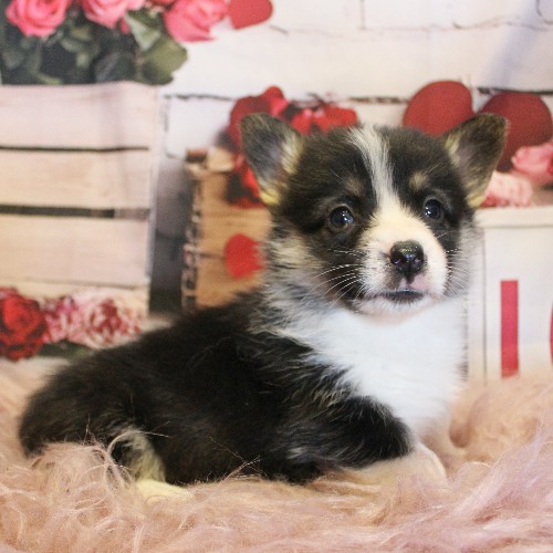 puppy, for, sale, Pembroke Welsh Corgi, Melvin  Fisher, dog, breeder, Coatesville, PA, dog-breeder, puppy-for-sale, forsale, nearby, find, puppyfind, locator, puppylocator, aca