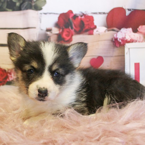 puppy, for, sale, Pembroke Welsh Corgi, Melvin  Fisher, dog, breeder, Coatesville, PA, dog-breeder, puppy-for-sale, forsale, nearby, find, puppyfind, locator, puppylocator, aca