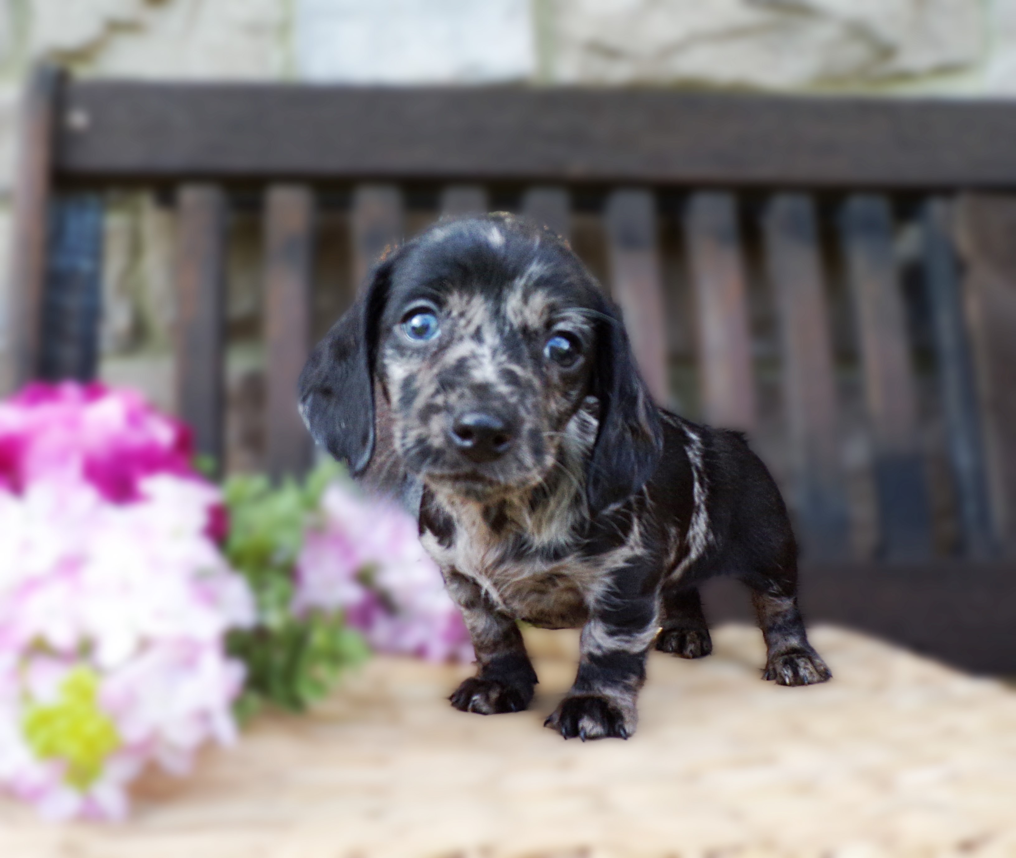 puppy, for, sale, Miniature Dachshund, Marvin  Ebersol, dog, breeder, New Holland, PA, dog-breeder, puppy-for-sale, forsale, nearby, find, puppyfind, locator, puppylocator, aca
