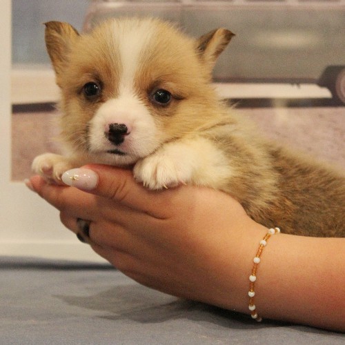 puppy, for, sale, Pembroke Welsh Corgi, Melvin  Fisher, dog, breeder, Coatesville, PA, dog-breeder, puppy-for-sale, forsale, nearby, find, puppyfind, locator, puppylocator, aca