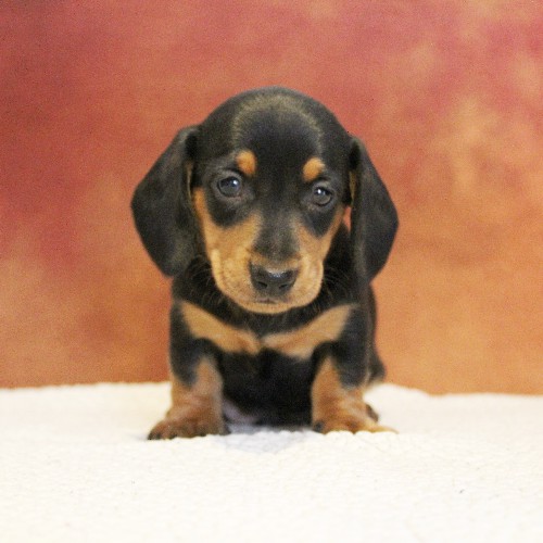puppy, for, sale, Dachshund, Melvin  King, dog, breeder, Honey Brook, PA, dog-breeder, puppy-for-sale, forsale, nearby, find, puppyfind, locator, puppylocator, aca