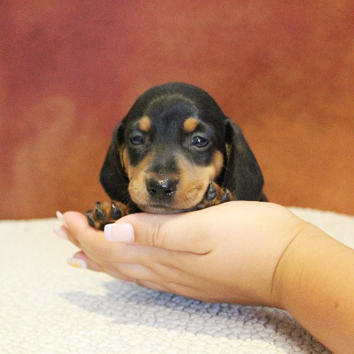 puppy, for, sale, Dachshund, Melvin  King, dog, breeder, Honey Brook, PA, dog-breeder, puppy-for-sale, forsale, nearby, find, puppyfind, locator, puppylocator, aca