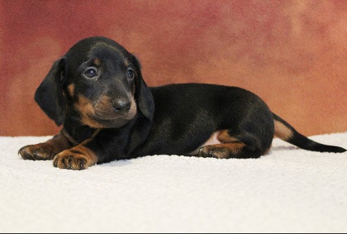 puppy, for, sale, Dachshund, Melvin  King, dog, breeder, Honey Brook, PA, dog-breeder, puppy-for-sale, forsale, nearby, find, puppyfind, locator, puppylocator, aca