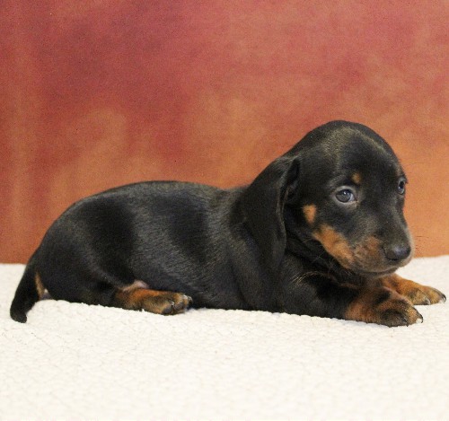 puppy, for, sale, Dachshund, Melvin  King, dog, breeder, Honey Brook, PA, dog-breeder, puppy-for-sale, forsale, nearby, find, puppyfind, locator, puppylocator, aca