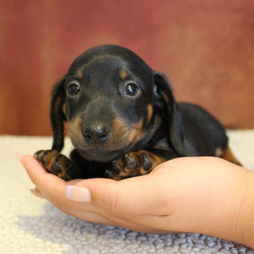 puppy, for, sale, Dachshund, Melvin  King, dog, breeder, Honey Brook, PA, dog-breeder, puppy-for-sale, forsale, nearby, find, puppyfind, locator, puppylocator, aca