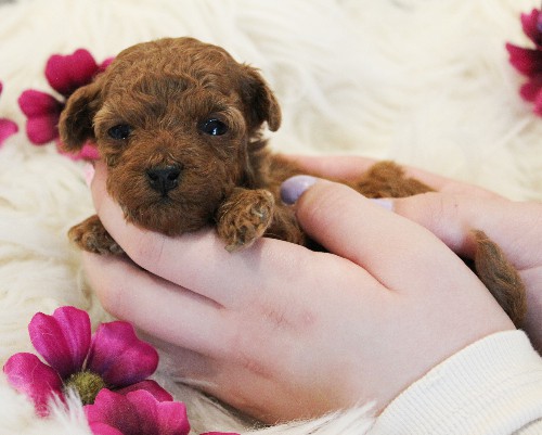 puppy, for, sale, Toy Poodle, Melvin  Fisher, dog, breeder, Coatesville, PA, dog-breeder, puppy-for-sale, forsale, nearby, find, puppyfind, locator, puppylocator, aca