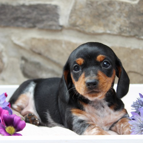puppy, for, sale, Dachshund, Steven Jay Stoltzfus, dog, breeder, Gap, PA, dog-breeder, puppy-for-sale, forsale, nearby, find, puppyfind, locator, puppylocator, aca