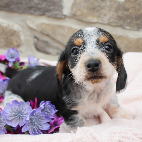 puppy, for, sale, Dachshund, Steven Jay Stoltzfus, dog, breeder, Gap, PA, dog-breeder, puppy-for-sale, forsale, nearby, find, puppyfind, locator, puppylocator, aca