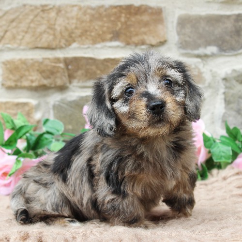 puppy, for, sale, Dachshund, Steven Jay Stoltzfus, dog, breeder, Gap, PA, dog-breeder, puppy-for-sale, forsale, nearby, find, puppyfind, locator, puppylocator, aca