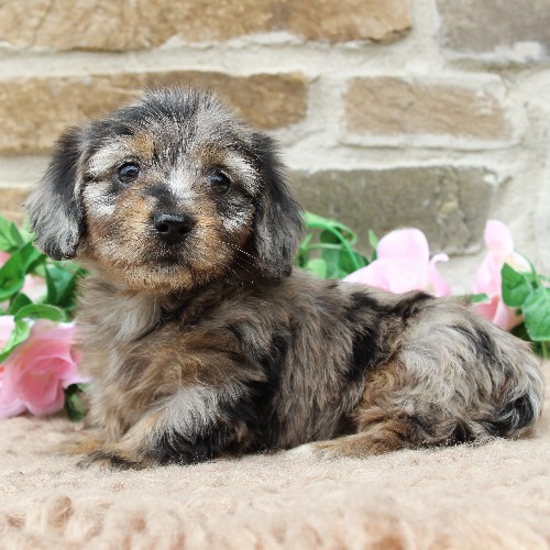 puppy, for, sale, Dachshund, Steven Jay Stoltzfus, dog, breeder, Gap, PA, dog-breeder, puppy-for-sale, forsale, nearby, find, puppyfind, locator, puppylocator, aca