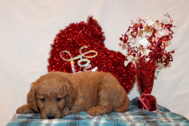 puppy, for, sale, Mini Goldendoodle F2, Matthew B. Stoltzfus, dog, breeder, Gap, PA, dog-breeder, puppy-for-sale, forsale, nearby, find, puppyfind, locator, puppylocator, aca