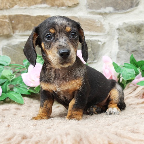 puppy, for, sale, Dachshund, Steven Jay Stoltzfus, dog, breeder, Gap, PA, dog-breeder, puppy-for-sale, forsale, nearby, find, puppyfind, locator, puppylocator, aca