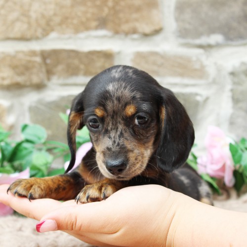 puppy, for, sale, Dachshund, Steven Jay Stoltzfus, dog, breeder, Gap, PA, dog-breeder, puppy-for-sale, forsale, nearby, find, puppyfind, locator, puppylocator, aca