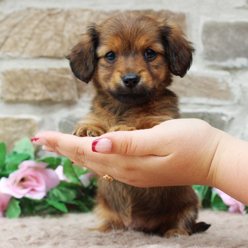 puppy, for, sale, Dachshund, Steven Jay Stoltzfus, dog, breeder, Gap, PA, dog-breeder, puppy-for-sale, forsale, nearby, find, puppyfind, locator, puppylocator, aca