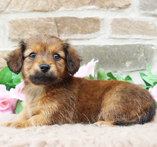 puppy, for, sale, Dachshund, Steven Jay Stoltzfus, dog, breeder, Gap, PA, dog-breeder, puppy-for-sale, forsale, nearby, find, puppyfind, locator, puppylocator, aca