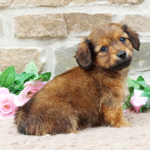 puppy, for, sale, Dachshund, Steven Jay Stoltzfus, dog, breeder, Gap, PA, dog-breeder, puppy-for-sale, forsale, nearby, find, puppyfind, locator, puppylocator, aca