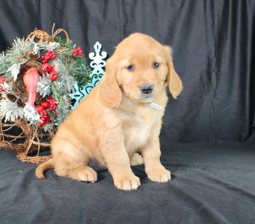 puppy, for, sale, Miniature Golden Retriever, Ivan J. Stoltzfus, dog, breeder, Dornsife, PA, dog-breeder, puppy-for-sale, forsale, nearby, find, puppyfind, locator, puppylocator, aca