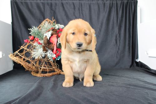 puppy, for, sale, Miniature Golden Retriever, Ivan J. Stoltzfus, dog, breeder, Dornsife, PA, dog-breeder, puppy-for-sale, forsale, nearby, find, puppyfind, locator, puppylocator, aca