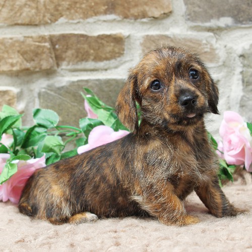 puppy, for, sale, Dachshund, Steven Jay Stoltzfus, dog, breeder, Gap, PA, dog-breeder, puppy-for-sale, forsale, nearby, find, puppyfind, locator, puppylocator, aca