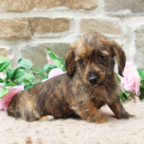 puppy, for, sale, Dachshund, Steven Jay Stoltzfus, dog, breeder, Gap, PA, dog-breeder, puppy-for-sale, forsale, nearby, find, puppyfind, locator, puppylocator, aca