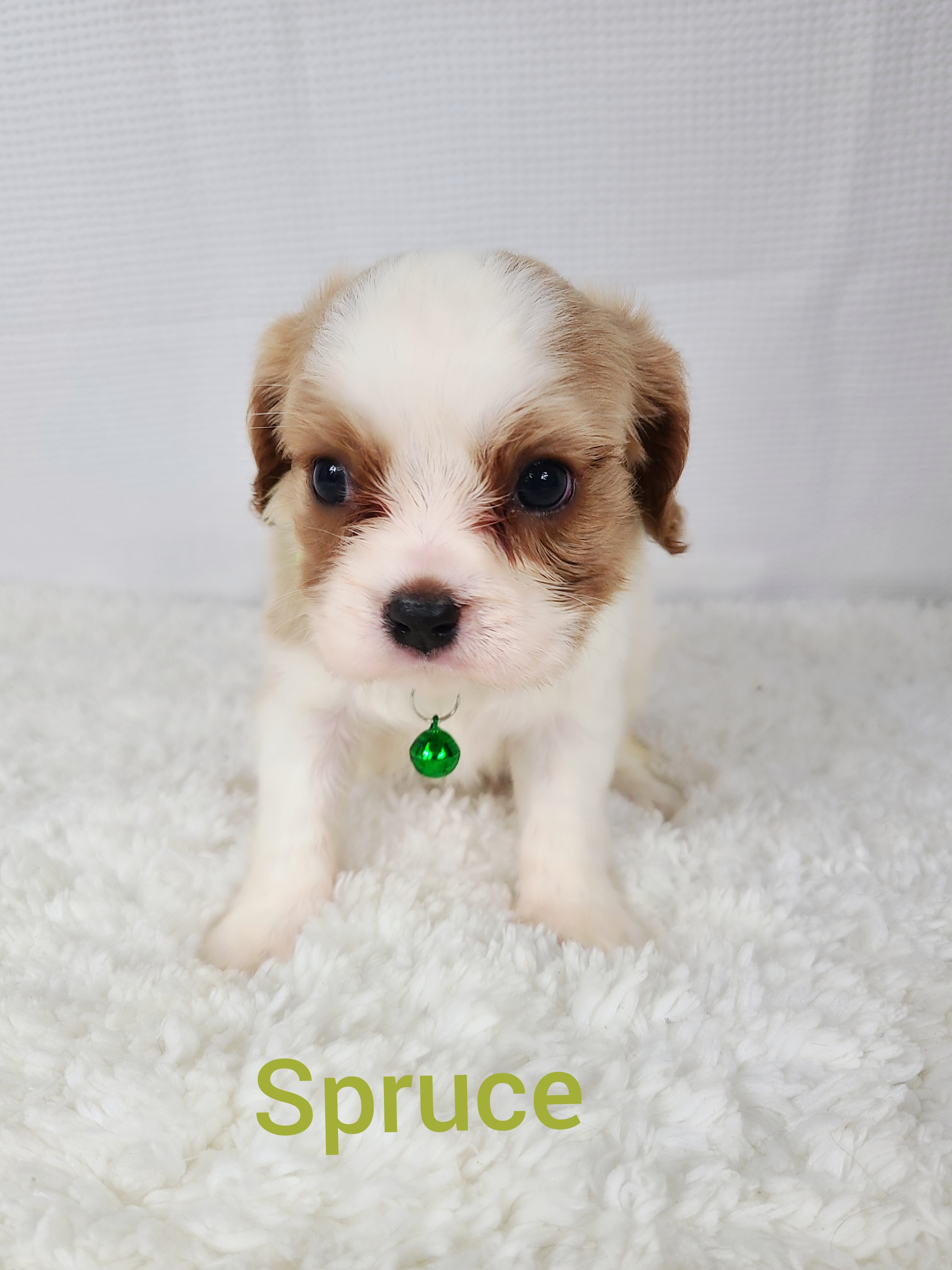 puppy, for, sale, Cavalier King Charles Spaniel , Todd  Greenwood, dog, breeder, Wilburton, OK, dog-breeder, puppy-for-sale, forsale, nearby, find, puppyfind, locator, puppylocator, aca