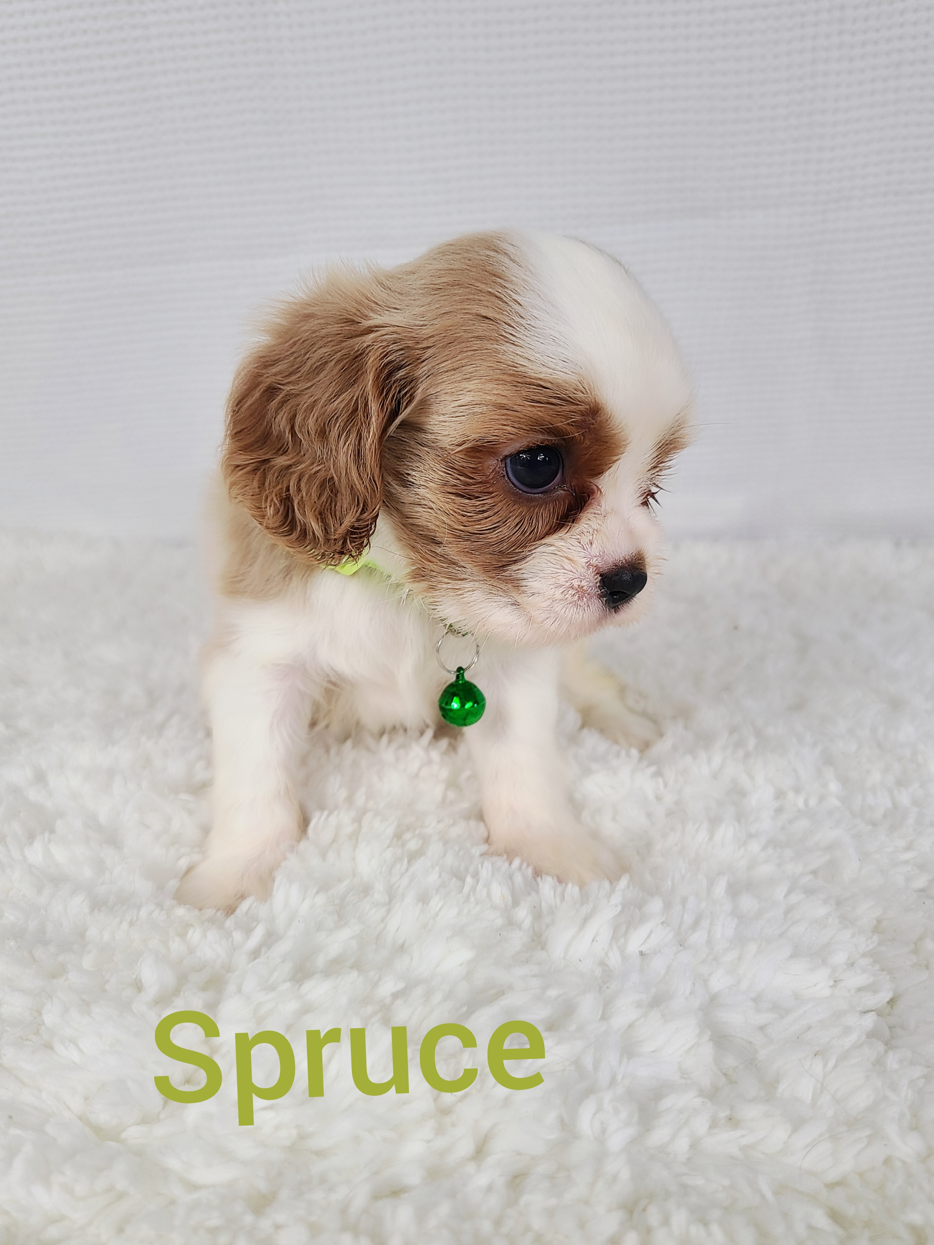 puppy, for, sale, Cavalier King Charles Spaniel , Todd  Greenwood, dog, breeder, Wilburton, OK, dog-breeder, puppy-for-sale, forsale, nearby, find, puppyfind, locator, puppylocator, aca