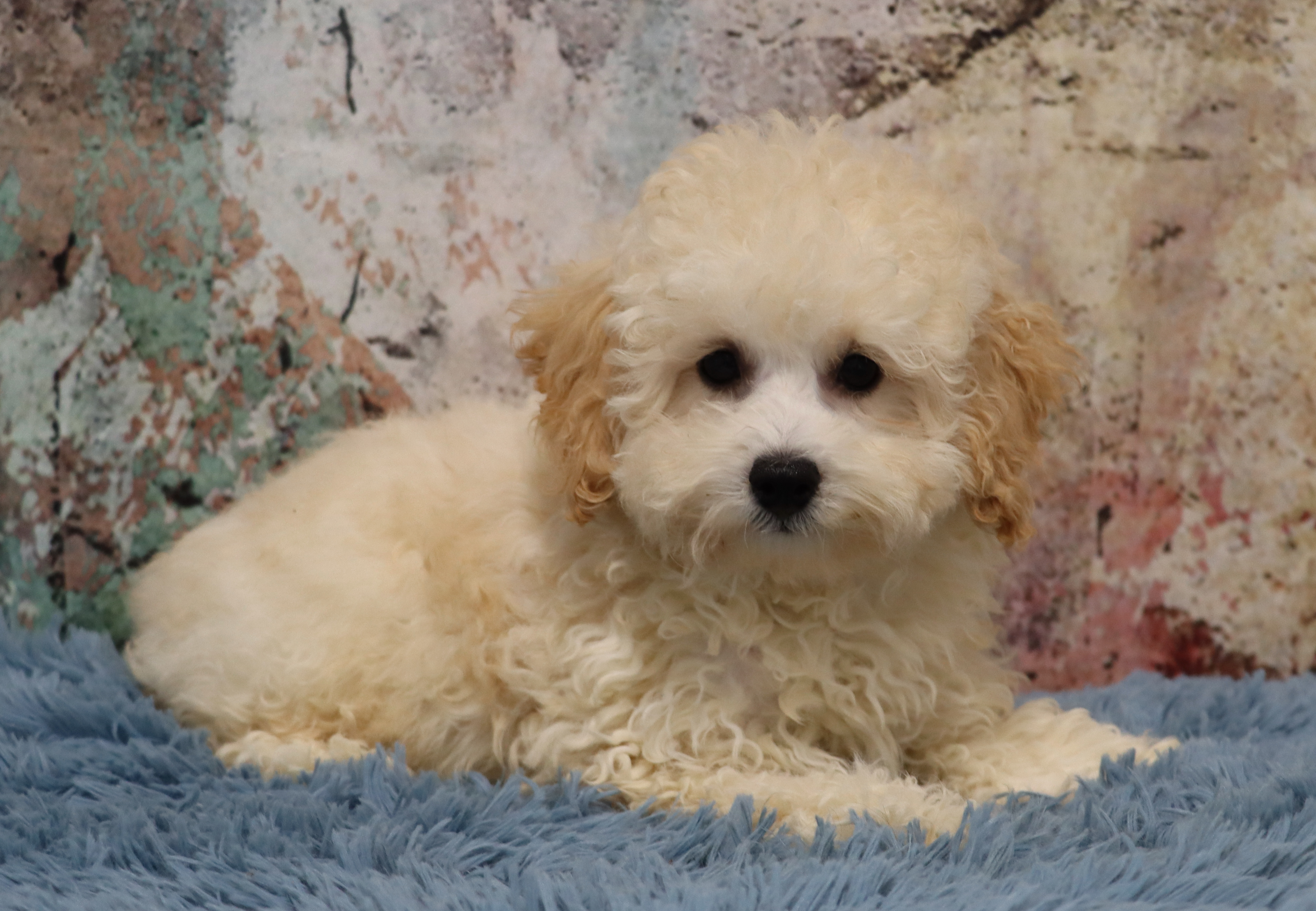 puppy, for, sale, Poodle, Paul and Sheila  Haag, dog, breeder, Eden Valley, MN, dog-breeder, puppy-for-sale, forsale, nearby, find, puppyfind, locator, puppylocator, aca