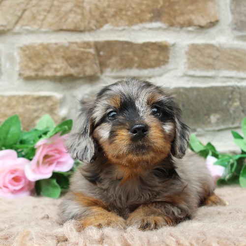 puppy, for, sale, Dachshund, Steven Jay Stoltzfus, dog, breeder, Gap, PA, dog-breeder, puppy-for-sale, forsale, nearby, find, puppyfind, locator, puppylocator, aca