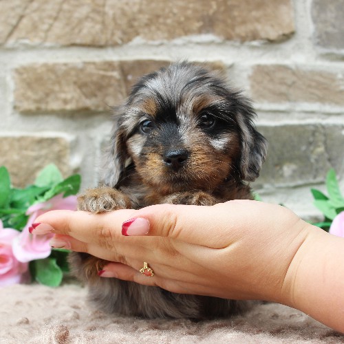 puppy, for, sale, Dachshund, Steven Jay Stoltzfus, dog, breeder, Gap, PA, dog-breeder, puppy-for-sale, forsale, nearby, find, puppyfind, locator, puppylocator, aca