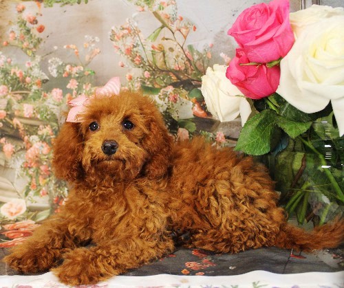 puppy, for, sale, Toy Poodle, Melvin  Fisher, dog, breeder, Coatesville, PA, dog-breeder, puppy-for-sale, forsale, nearby, find, puppyfind, locator, puppylocator, aca
