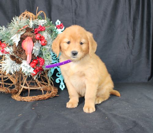 puppy, for, sale, Miniature Golden Retriever, Ivan J. Stoltzfus, dog, breeder, Dornsife, PA, dog-breeder, puppy-for-sale, forsale, nearby, find, puppyfind, locator, puppylocator, aca