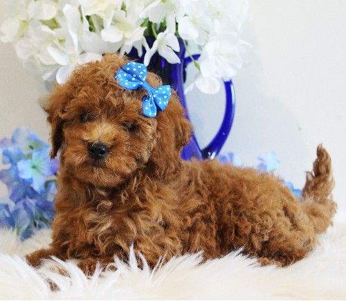 puppy, for, sale, Toy Poodle, Melvin  Fisher, dog, breeder, Coatesville, PA, dog-breeder, puppy-for-sale, forsale, nearby, find, puppyfind, locator, puppylocator, aca