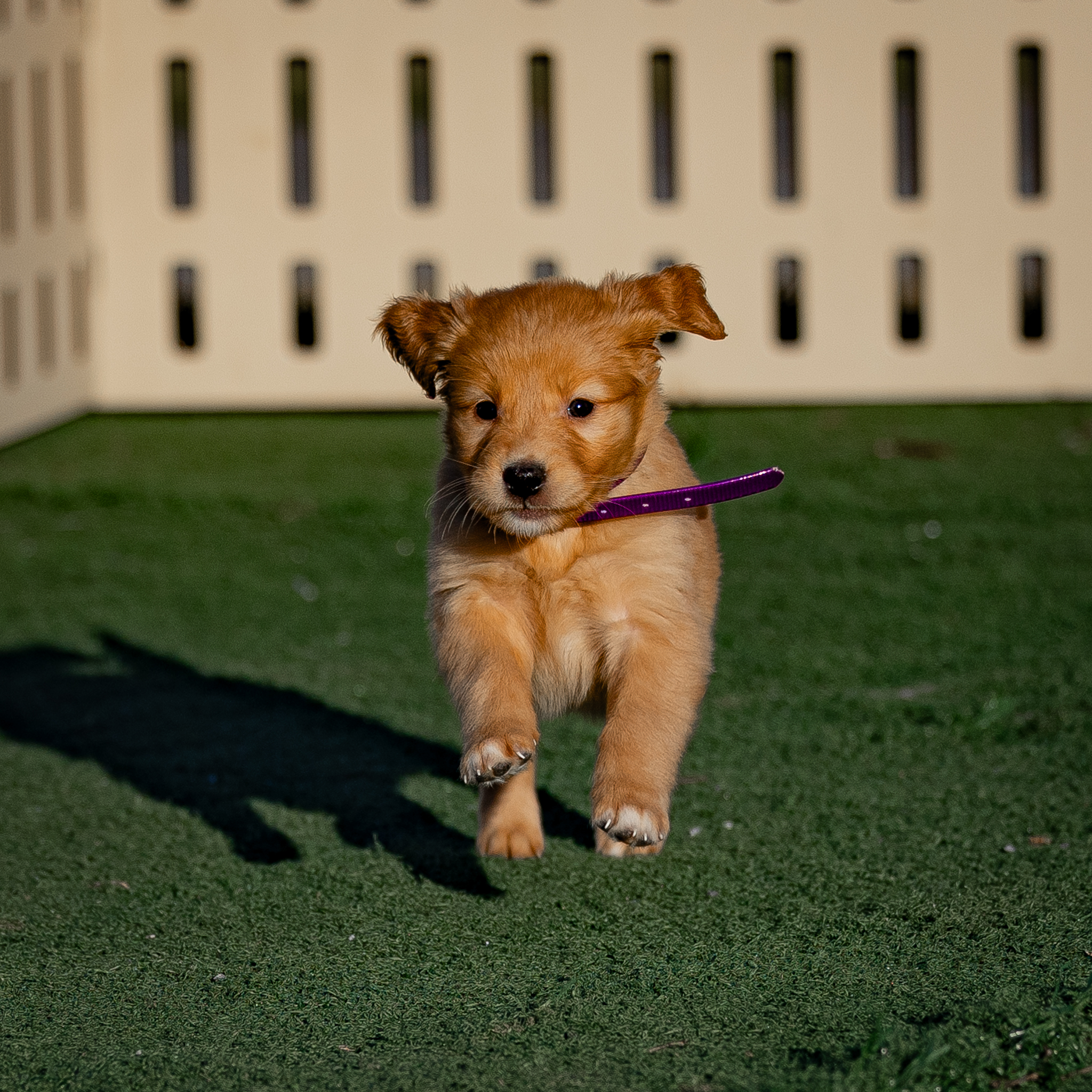 puppy, for, sale, Golden Retriever, Samuel K. Zook, dog, breeder, Honey Brook, PA, dog-breeder, puppy-for-sale, forsale, nearby, find, puppyfind, locator, puppylocator, aca
