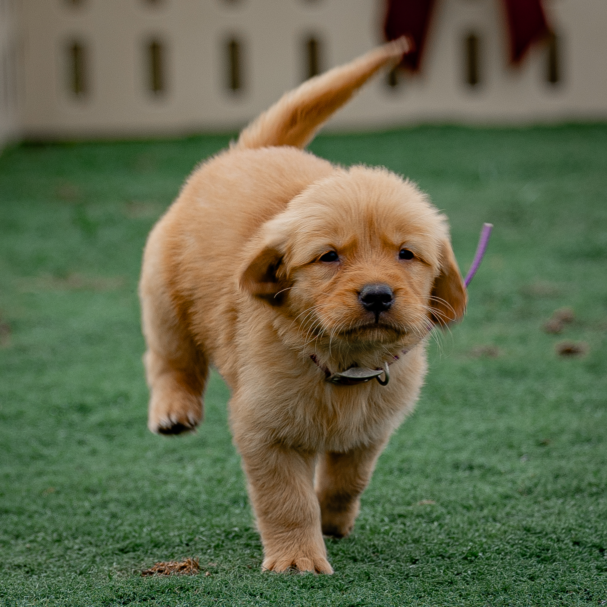 puppy, for, sale, Golden Retriever, Samuel K. Zook, dog, breeder, Honey Brook, PA, dog-breeder, puppy-for-sale, forsale, nearby, find, puppyfind, locator, puppylocator, aca