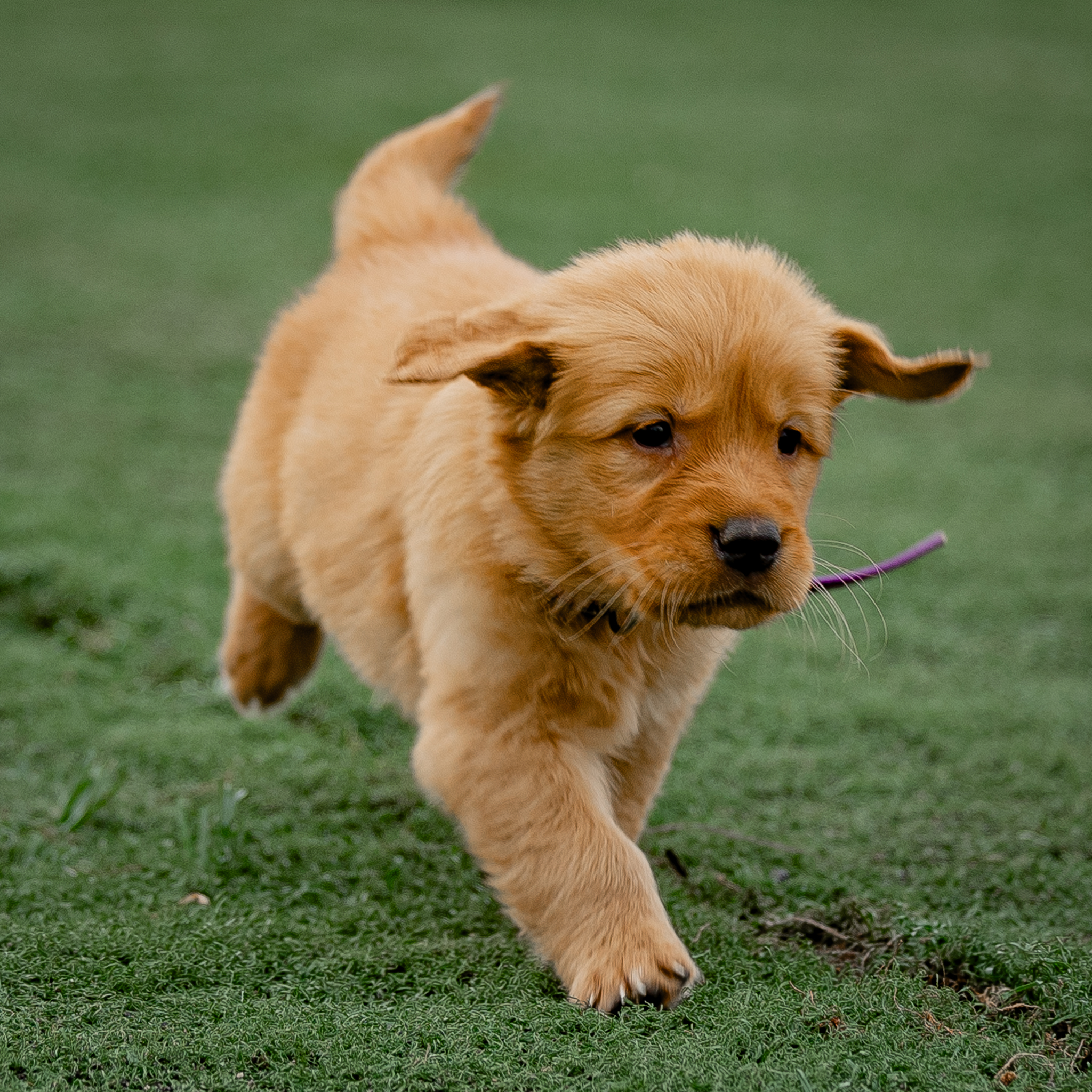 puppy, for, sale, Golden Retriever, Samuel K. Zook, dog, breeder, Honey Brook, PA, dog-breeder, puppy-for-sale, forsale, nearby, find, puppyfind, locator, puppylocator, aca