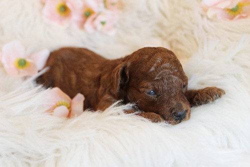 puppy, for, sale, Toy Poodle, Melvin  Fisher, dog, breeder, Coatesville, PA, dog-breeder, puppy-for-sale, forsale, nearby, find, puppyfind, locator, puppylocator, aca