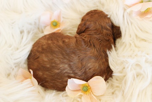 puppy, for, sale, Toy Poodle, Melvin  Fisher, dog, breeder, Coatesville, PA, dog-breeder, puppy-for-sale, forsale, nearby, find, puppyfind, locator, puppylocator, aca