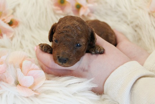 puppy, for, sale, Toy Poodle, Melvin  Fisher, dog, breeder, Coatesville, PA, dog-breeder, puppy-for-sale, forsale, nearby, find, puppyfind, locator, puppylocator, aca