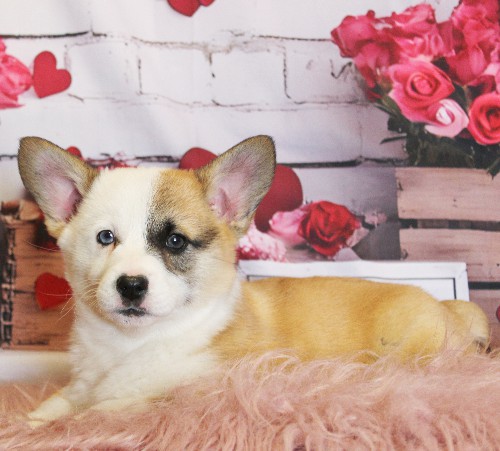 puppy, for, sale, Pembroke Welsh Corgi, Melvin  Fisher, dog, breeder, Coatesville, PA, dog-breeder, puppy-for-sale, forsale, nearby, find, puppyfind, locator, puppylocator, aca