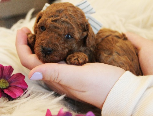 puppy, for, sale, Toy Poodle, Melvin  Fisher, dog, breeder, Coatesville, PA, dog-breeder, puppy-for-sale, forsale, nearby, find, puppyfind, locator, puppylocator, aca