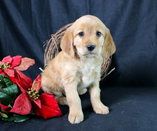 puppy, for, sale, Miniature Golden Retriever, Ivan J. Stoltzfus, dog, breeder, Dornsife, PA, dog-breeder, puppy-for-sale, forsale, nearby, find, puppyfind, locator, puppylocator, aca