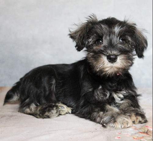 puppy, for, sale, Miniature Schnauzer, rueben  King, dog, breeder, Honey Brook, PA, dog-breeder, puppy-for-sale, forsale, nearby, find, puppyfind, locator, puppylocator, aca