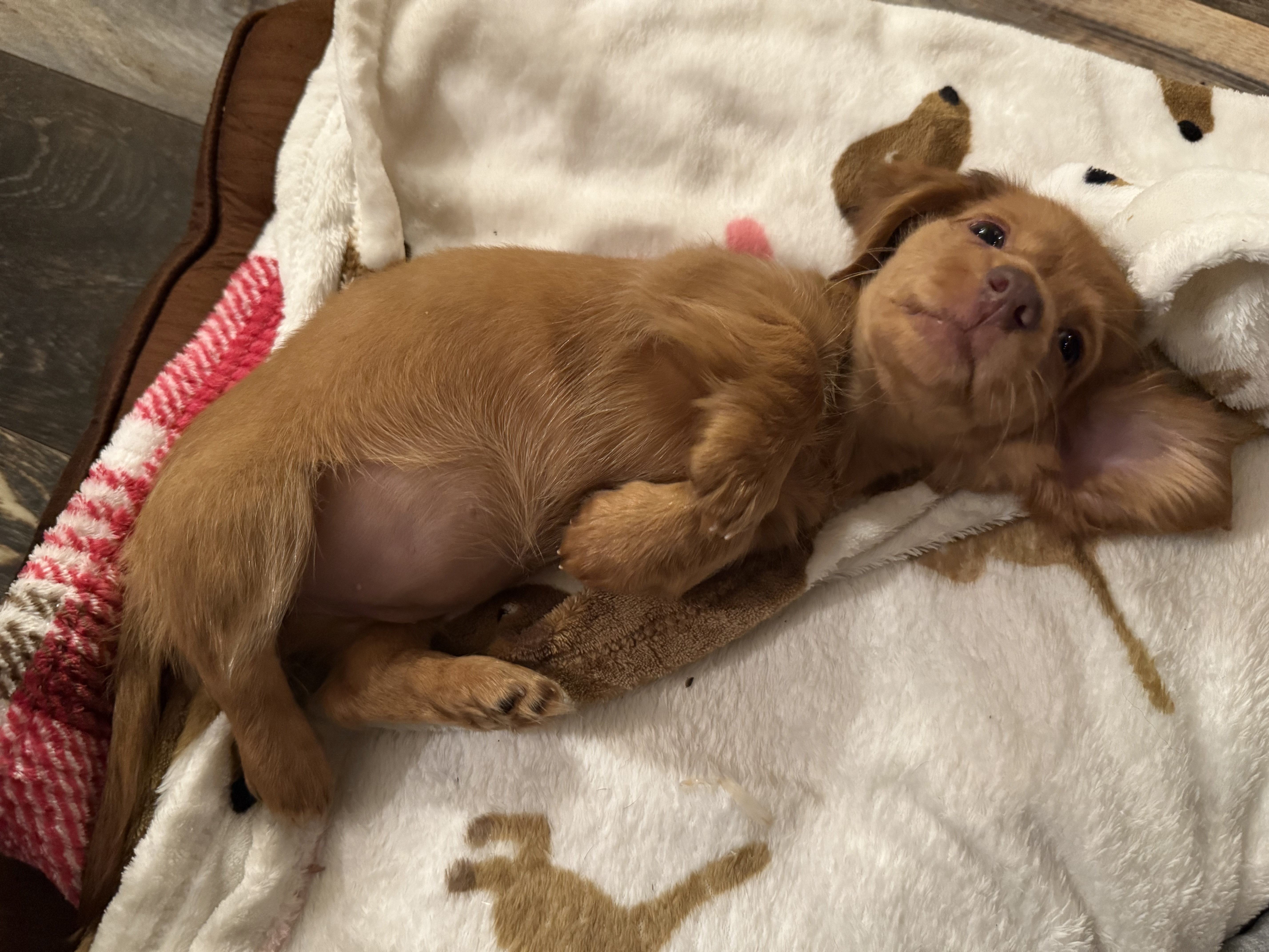 puppy, for, sale, Dachshund, HEIDI  HARRIS, dog, breeder, IPSWICH, MA, dog-breeder, puppy-for-sale, forsale, nearby, find, puppyfind, locator, puppylocator, aca
