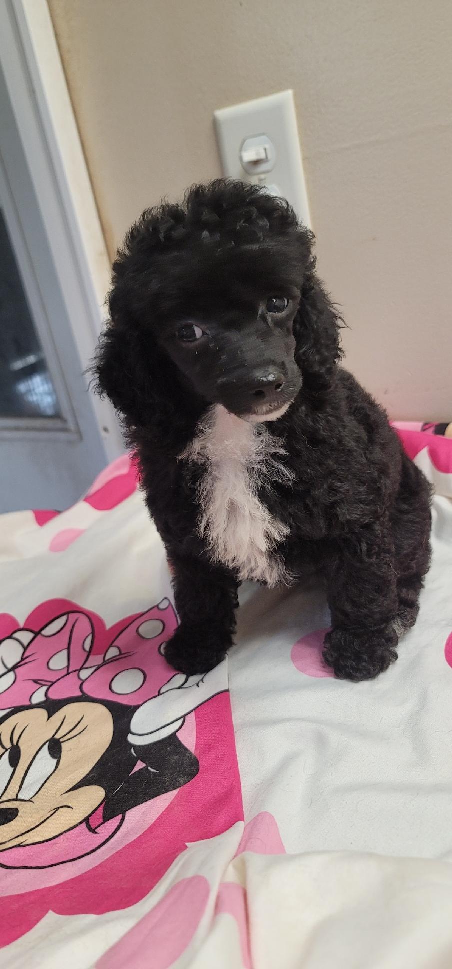 puppy, for, sale, Toy Poodle, Rachel  Meade - Driesbaugh, dog, breeder, Port Crane, NY, dog-breeder, puppy-for-sale, forsale, nearby, find, puppyfind, locator, puppylocator, aca